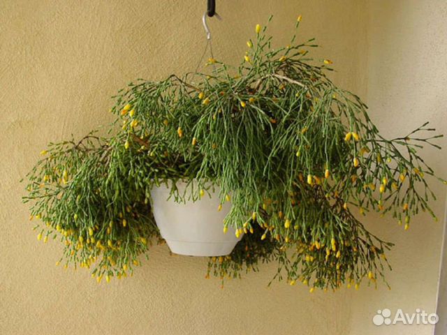 Хатиора солеросовая