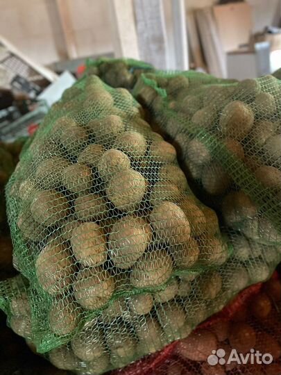 Продам картофель Галла
