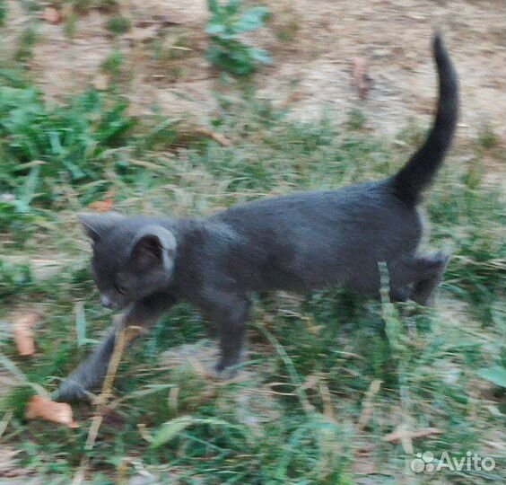 Котёнок в добрые руки девочка