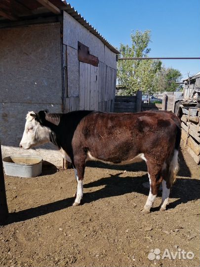 Телка 1.5 года