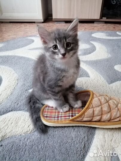 Кошки в добрые руки