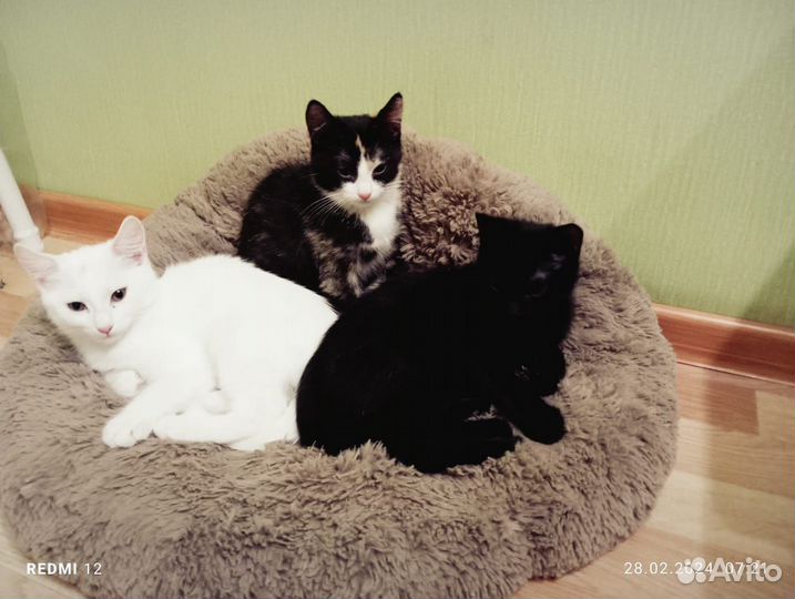 Кошки в добрые руки бесплатно