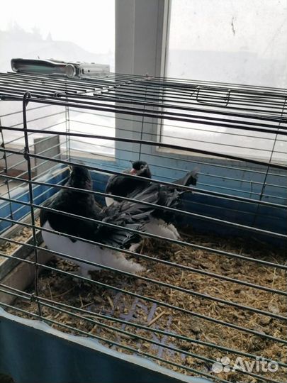 Продажа голубей статные