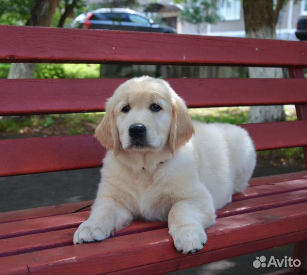 Золотистый ретривер