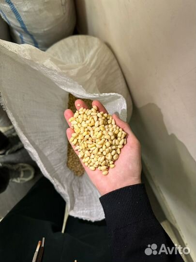 Кедровый Орех 1й сорт