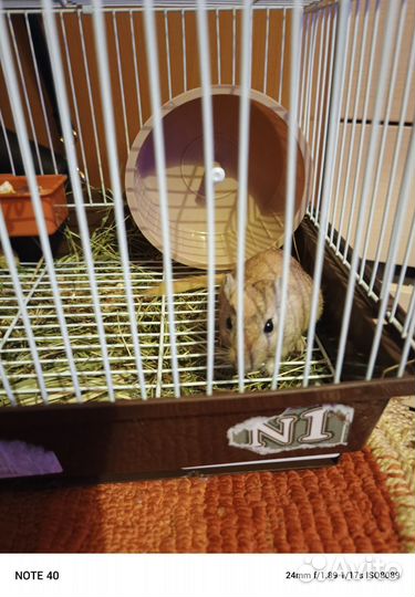 Мышь песчанка