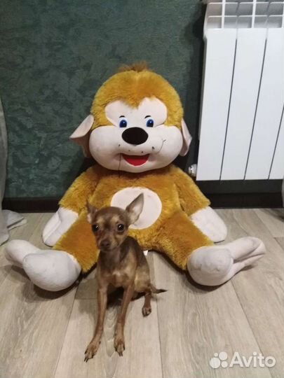 Той-терьер вязка
