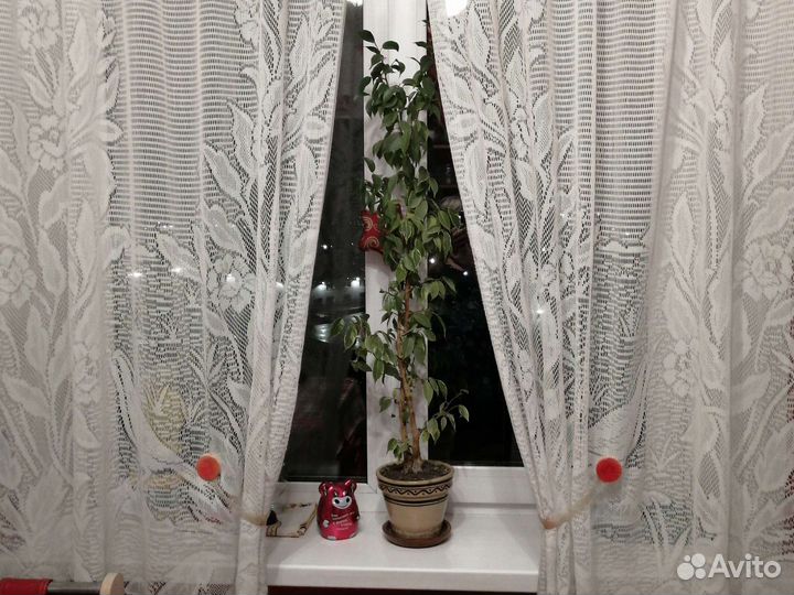 Фикус Бенджамина