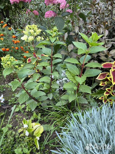 Гортензия Даймонд Руж