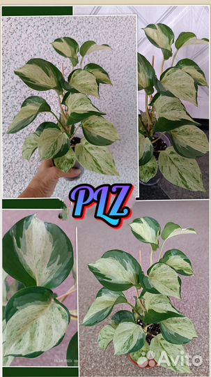 Эпипремнум, бегония, сциндапсус, маранта