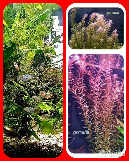 Аквариумные рыбки :гуппи Эндлера, Пецилии,креветки