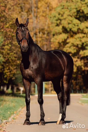 Обучение верховой езде