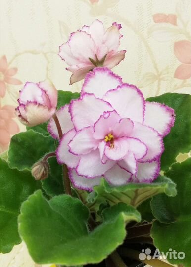 Фиалки сортовые и не очень