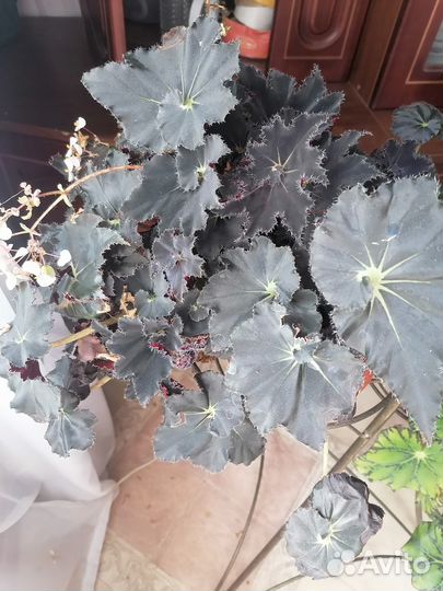 Комнатные растения