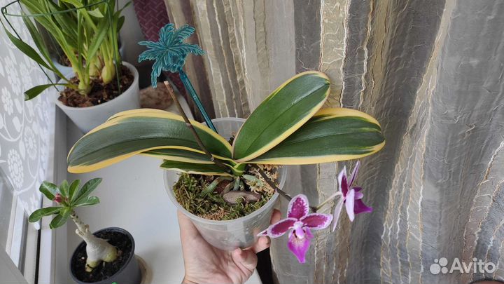 Вариегатная орхидея фаленопсис цветёт