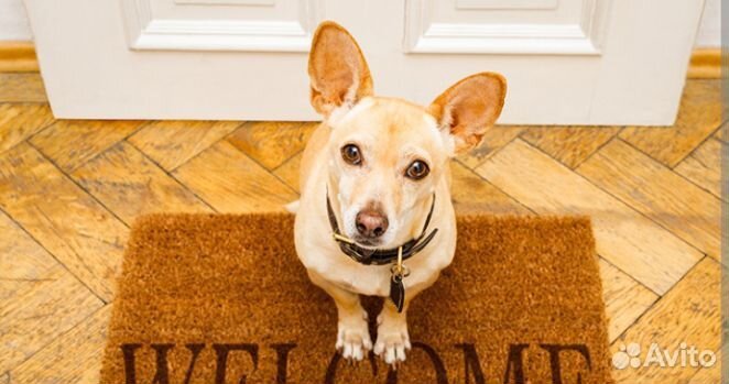 Передержка домашних животных