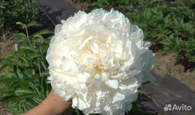 Пионы саженцы