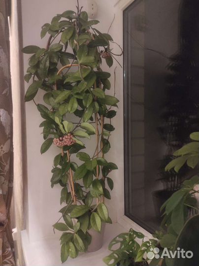 Комнатные растения