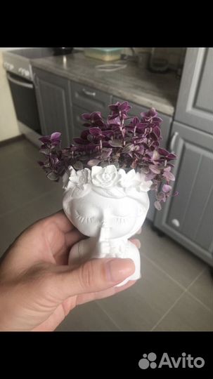 Каллизия розовая в кашпо