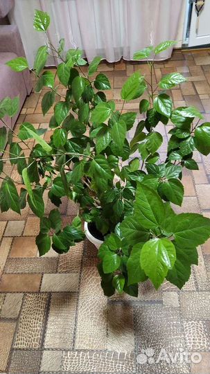 Роза китайская