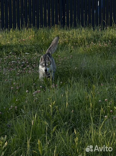 Сибирский хаски