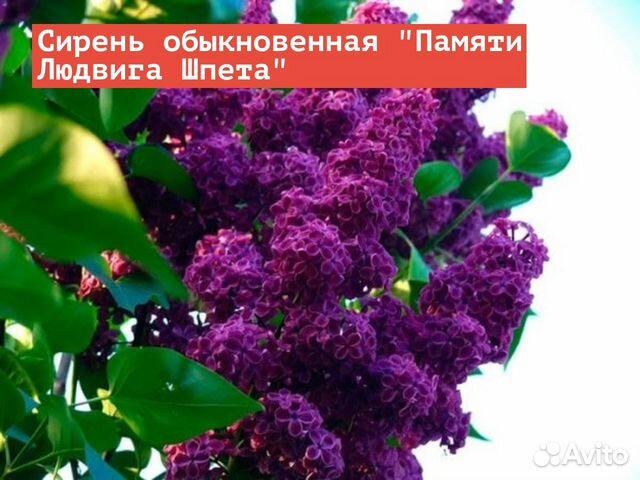 Сирень памяти людвига шпета фото и описание сорта