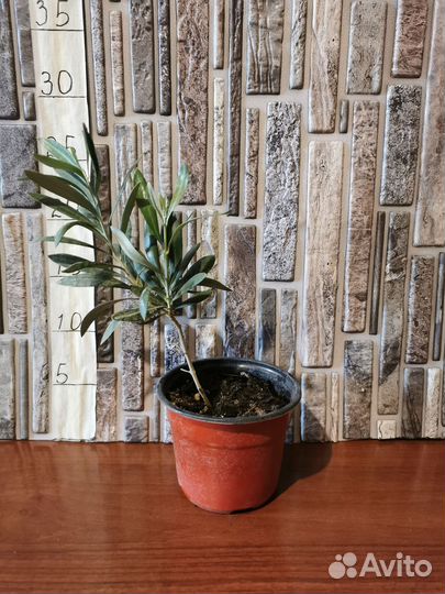 Олива европейская