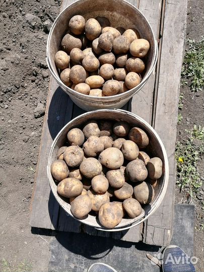 Семенной картофель