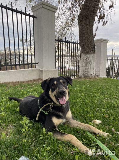 Молодой пес ищет дом и теплые руки