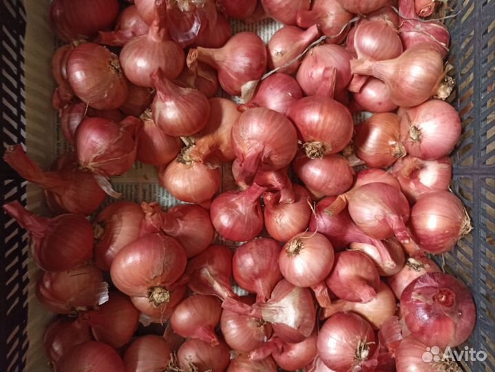 Лук семейный на посадку и перо