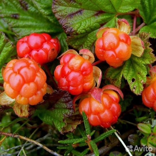 Морошка, семена