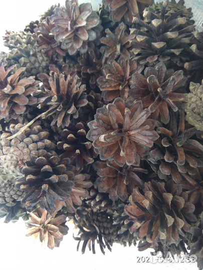 Шишки еловые,сосновые