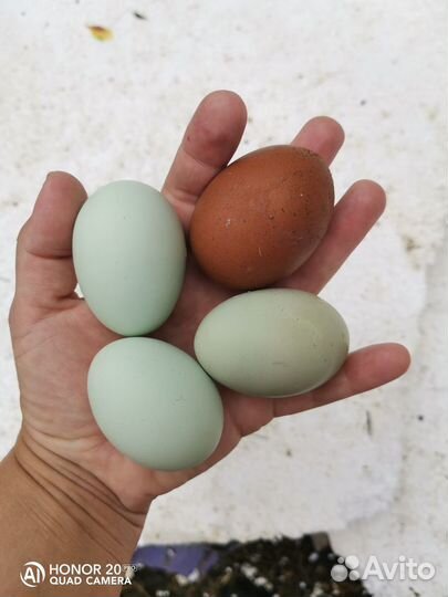 Суточные цыплята цветное яйцо