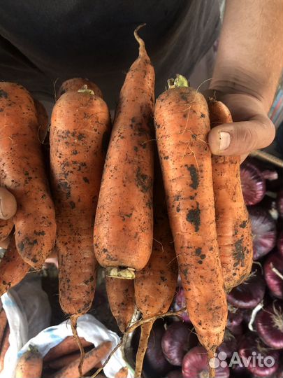 Морковь на шинковку