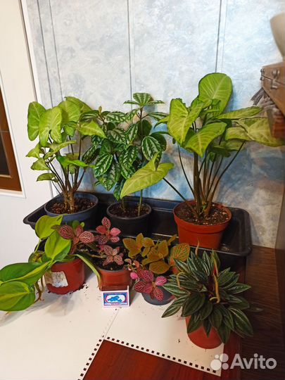 Домашние растения