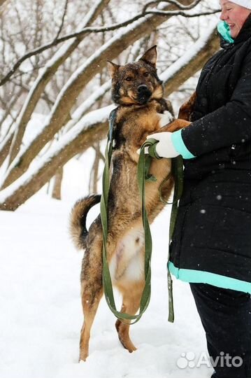 Кексик ждет тебя в приюте