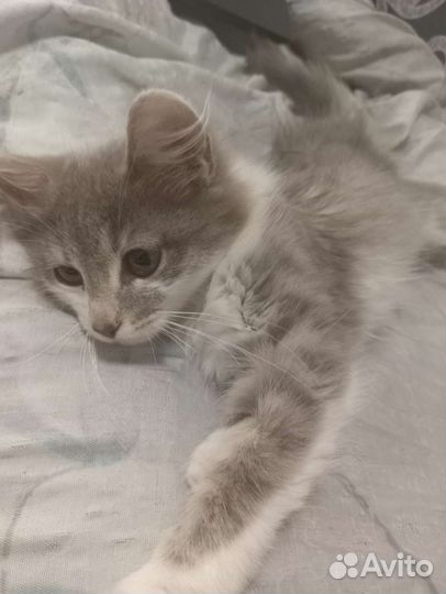Отдаем котят в хорошие руки