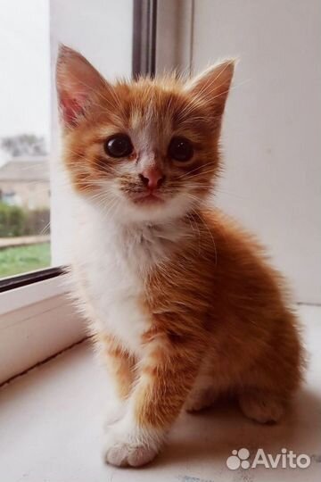 Котята мальчики