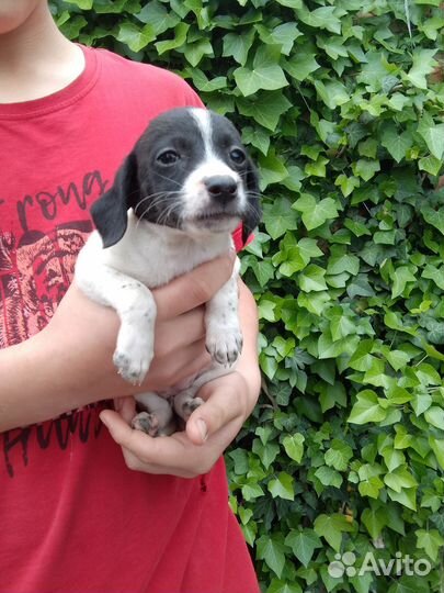 Щенки в добрые руки