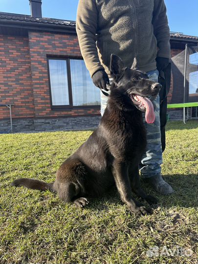 Щенки восточноевропейской овчарки