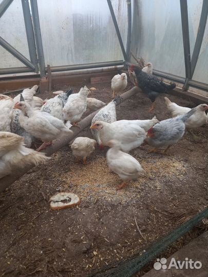 Куры несушки продам