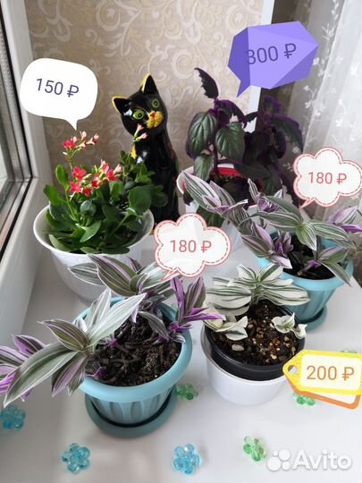 Растюшки разные