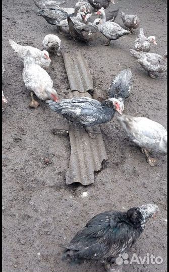 Домашние утки 7-8мес
