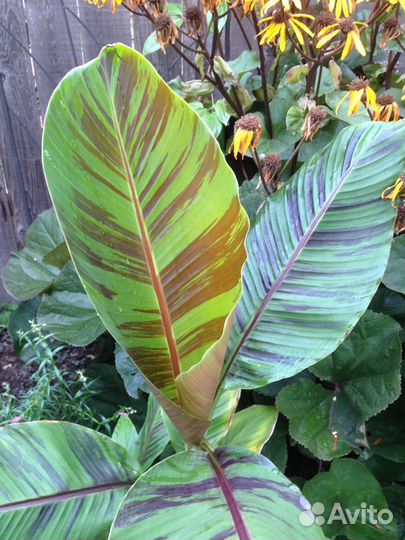 Бананы декоративные и съедобные и большие цветущие