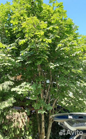 Саженцы каштана