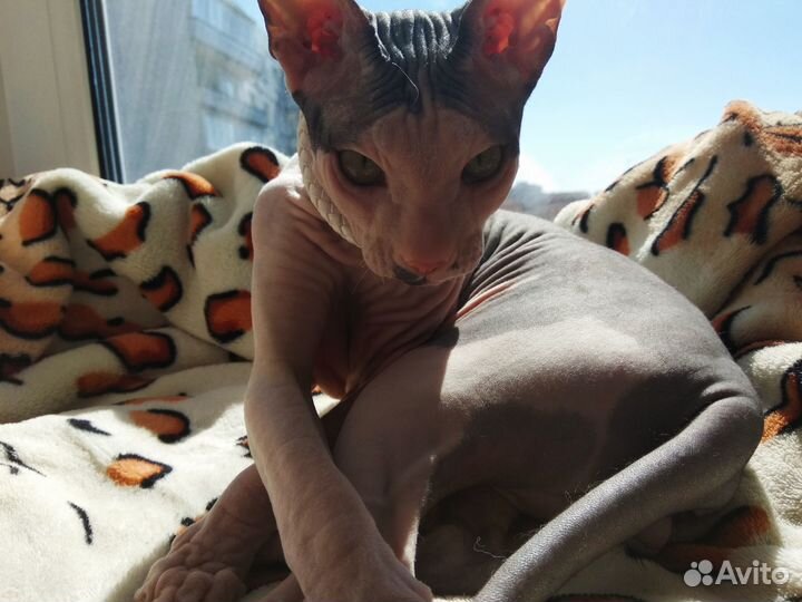 Кот для вязки сфинкс