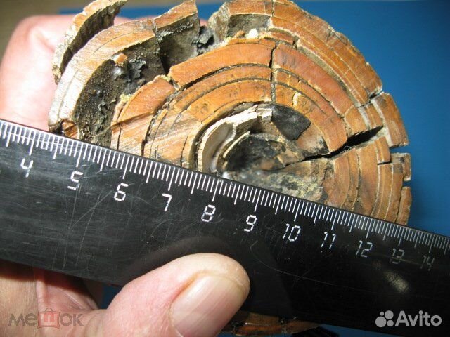 Бивень мамонта 2,2 кг. №3 Цена за весь кусок