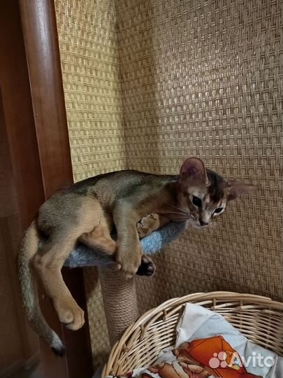 Абиссинский котёнок