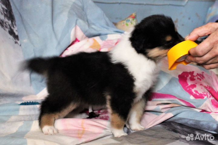 Колли щенки