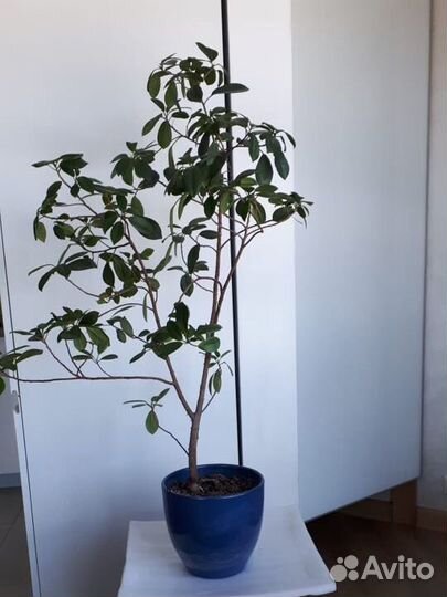 Замиокулькас, фикус, щучий хвост, сансевиерия